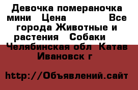 Девочка помераночка мини › Цена ­ 50 000 - Все города Животные и растения » Собаки   . Челябинская обл.,Катав-Ивановск г.